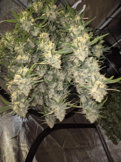 Dosidos Auto/Purple Punch Auto. Week 11