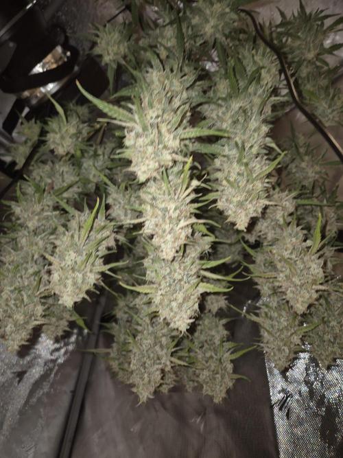 Dosidos Auto/Purple Punch Auto. Week 11