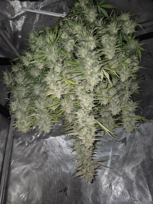 Dosidos Auto/Purple Punch Auto. Week 11