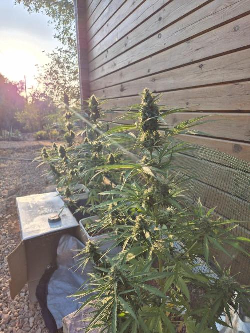 Dosidos Auto/Purple Punch Auto. Week 11