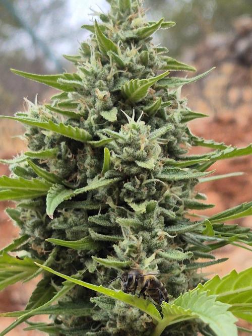 Dosidos Auto/Purple Punch Auto. Week 11