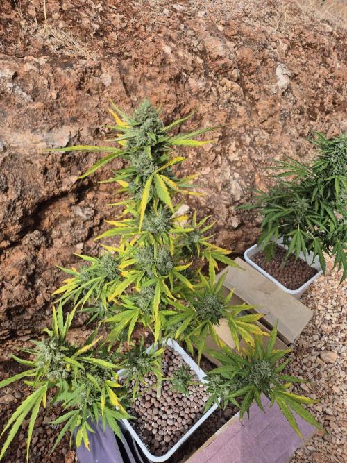 Dosidos Auto/Purple Punch Auto. Week 11