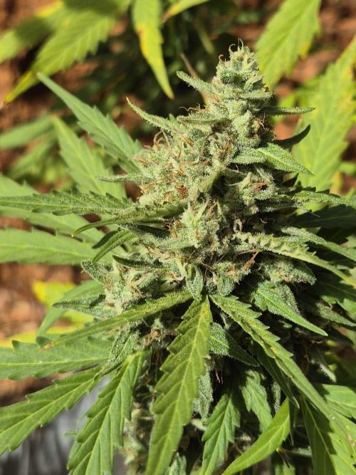Dosidos Auto/Purple Punch Auto. Week 11
