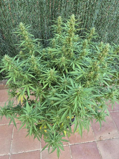 Dosidos Auto/Purple Punch Auto. Week 11