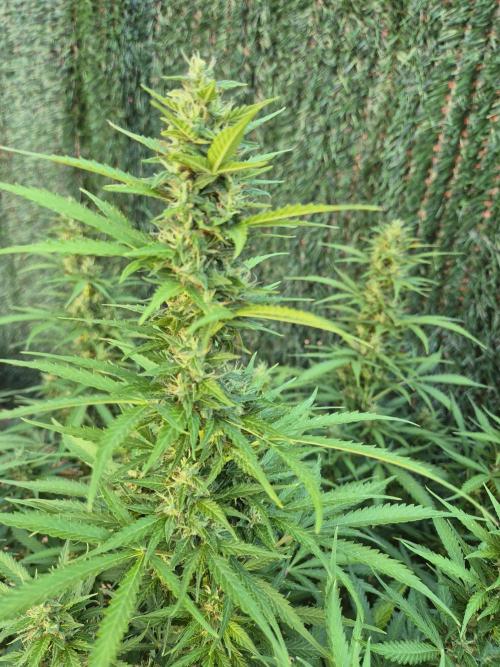 Dosidos Auto/Purple Punch Auto. Week 11