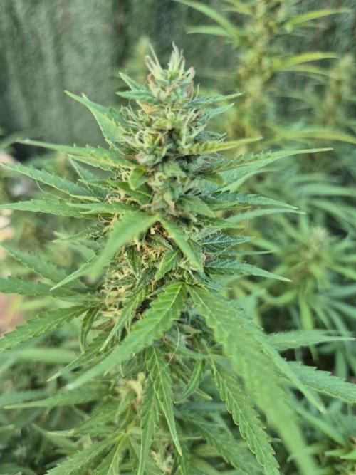 Dosidos Auto/Purple Punch Auto. Week 11
