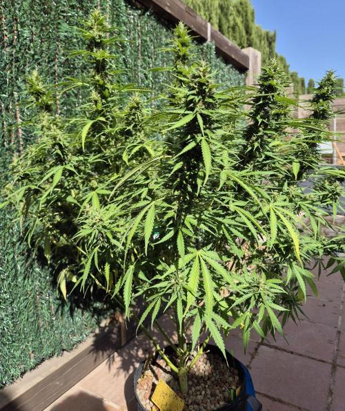 Dosidos Auto/Purple Punch Auto. Week 12