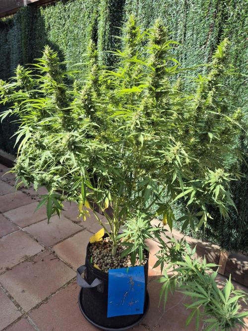 Dosidos Auto/Purple Punch Auto. Week 12