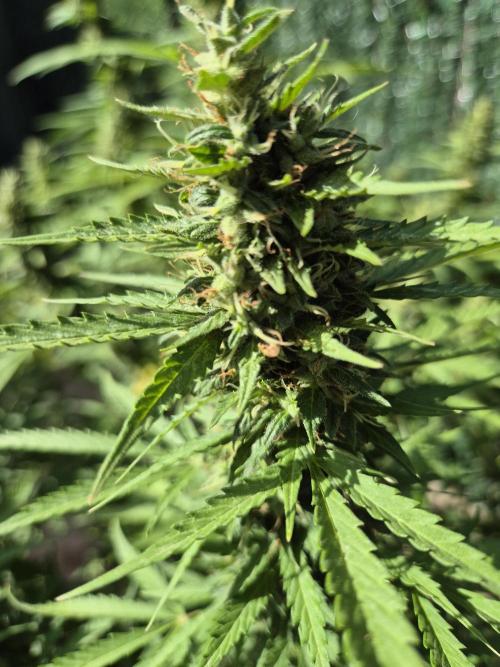 Dosidos Auto/Purple Punch Auto. Week 12