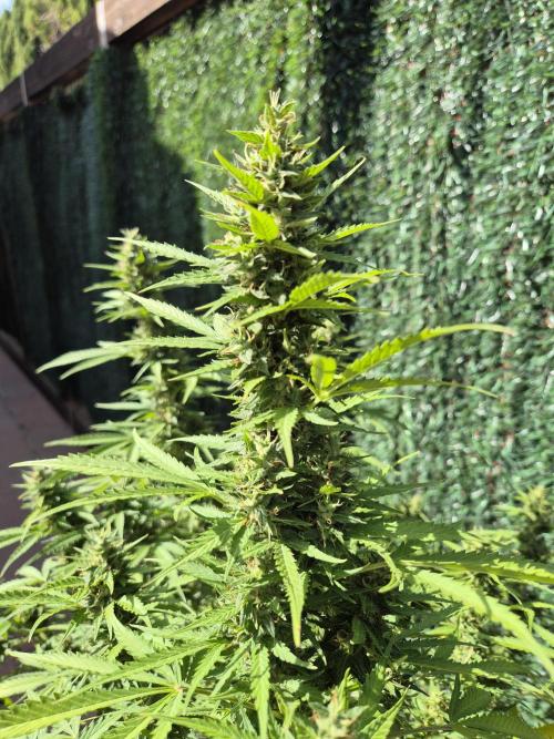 Dosidos Auto/Purple Punch Auto. Week 12