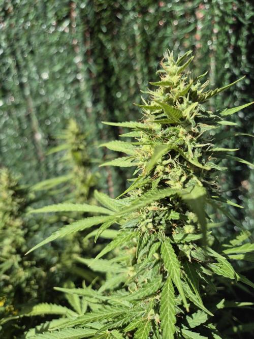Dosidos Auto/Purple Punch Auto. Week 12