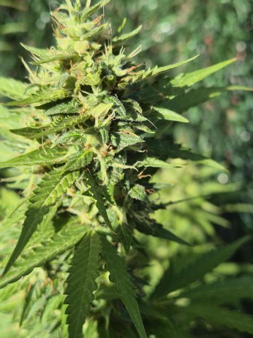 Dosidos Auto/Purple Punch Auto. Week 12