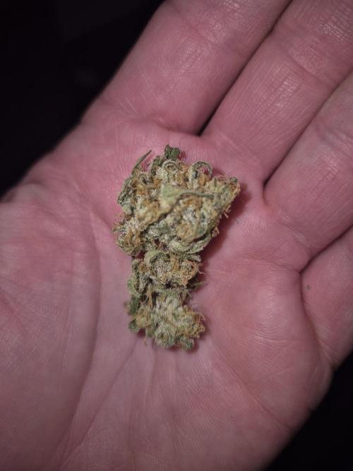 Dosidos Auto/Purple Punch Auto. Week 12