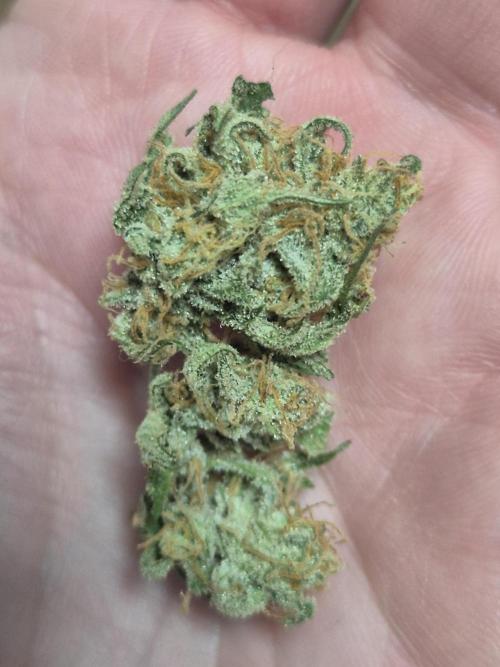 Dosidos Auto/Purple Punch Auto. Week 12