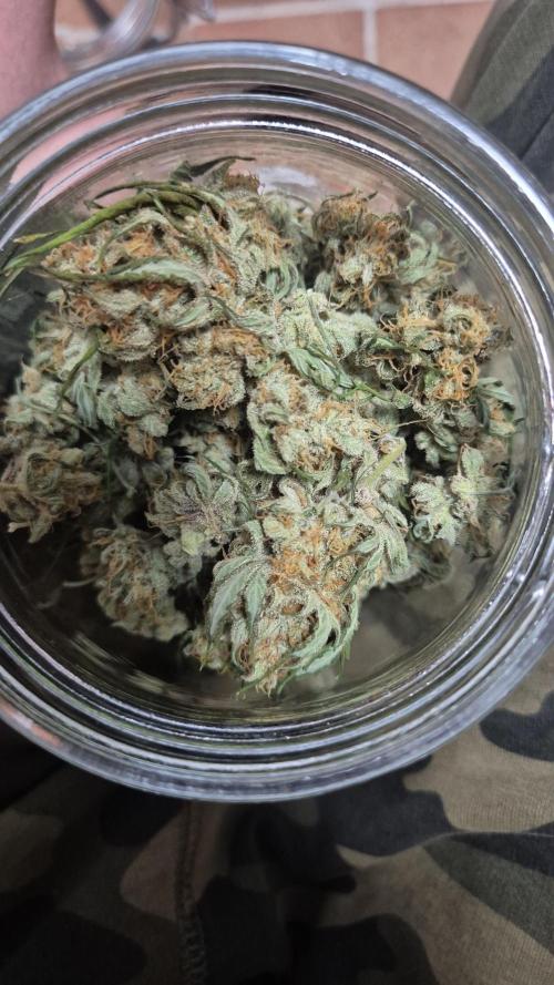 Dosidos Auto/Purple Punch Auto. Week 12