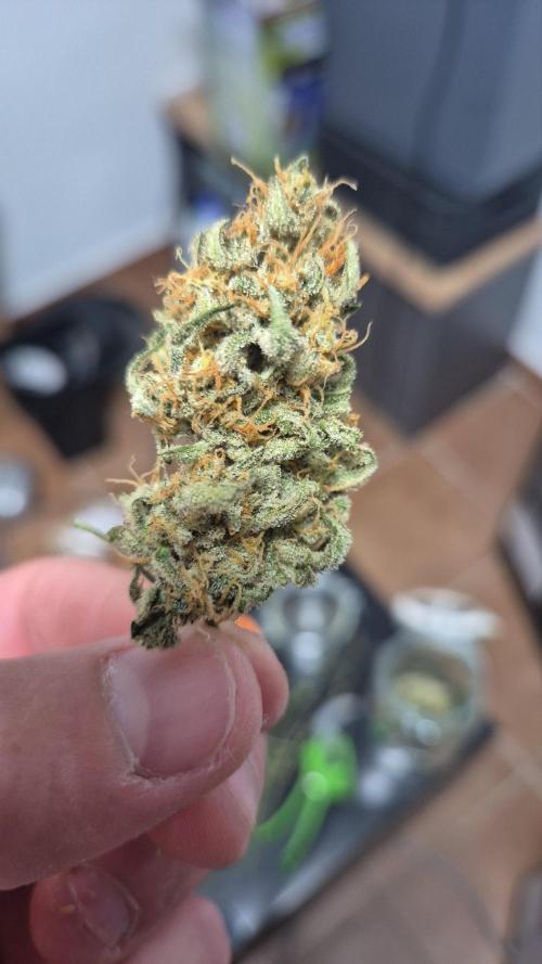 Dosidos Auto/Purple Punch Auto. Week 12