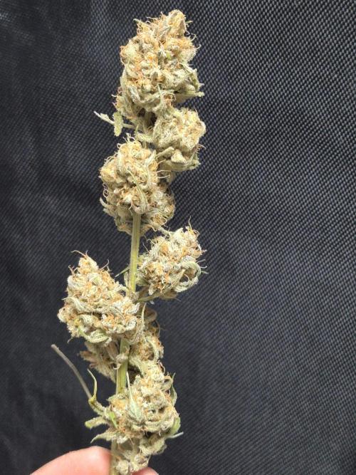 Dosidos Auto/Purple Punch Auto. Week 12
