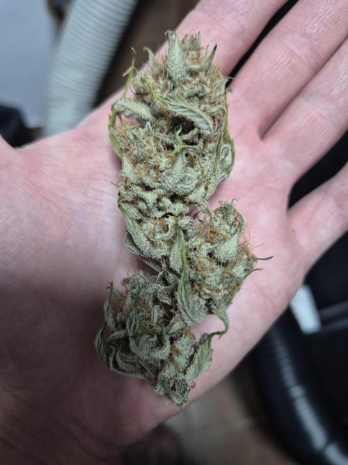 Dosidos Auto/Purple Punch Auto. Week 12