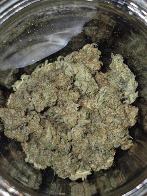 Dosidos Auto/Purple Punch Auto. Week 12