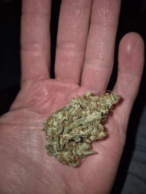 Dosidos Auto/Purple Punch Auto. Week 12
