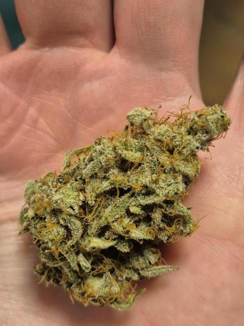 Dosidos Auto/Purple Punch Auto. Week 12
