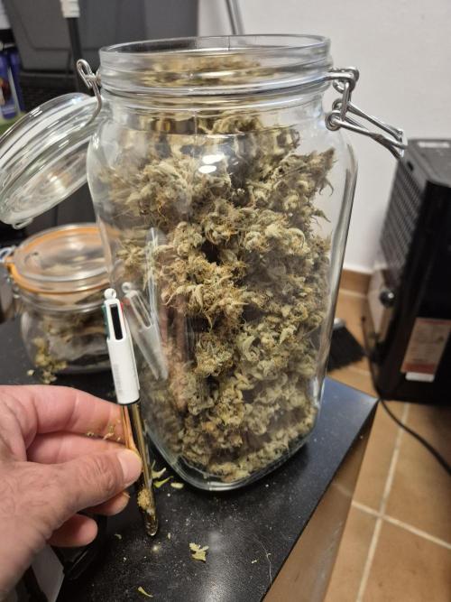Dosidos Auto/Purple Punch Auto. Week 12
