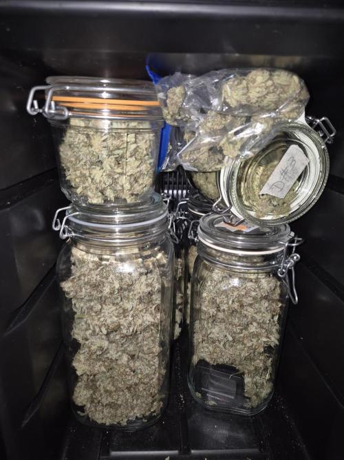 Dosidos Auto/Purple Punch Auto. Week 12