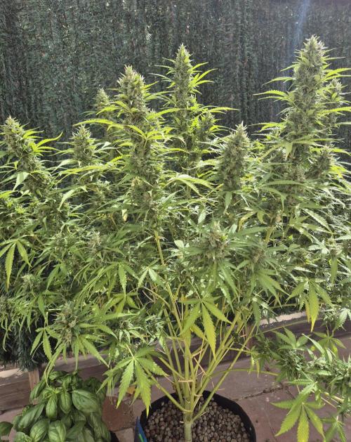 Dosidos Auto/Purple Punch Auto. Week 13