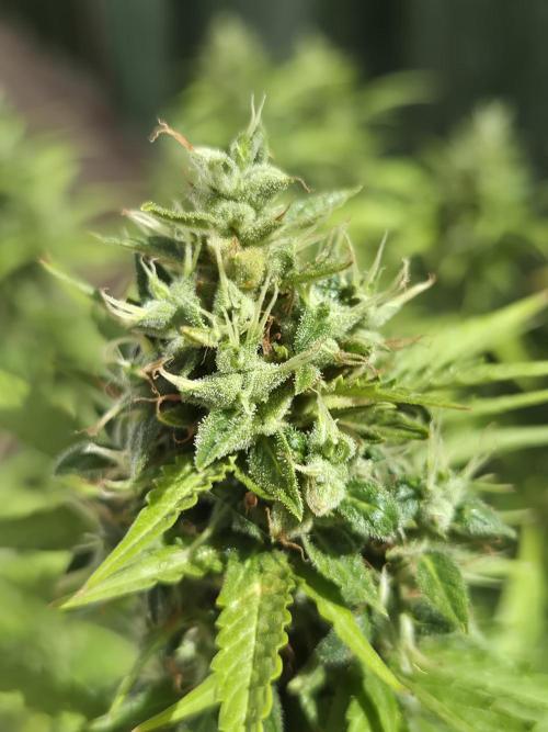 Dosidos Auto/Purple Punch Auto. Week 13