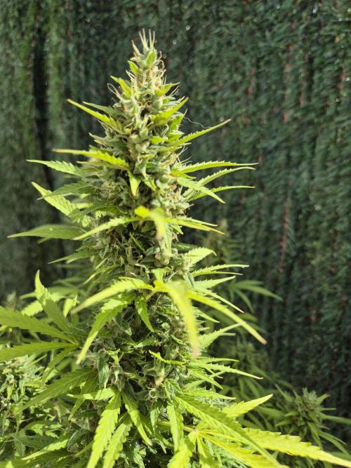 Dosidos Auto/Purple Punch Auto. Week 13