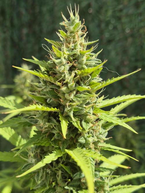 Dosidos Auto/Purple Punch Auto. Week 13