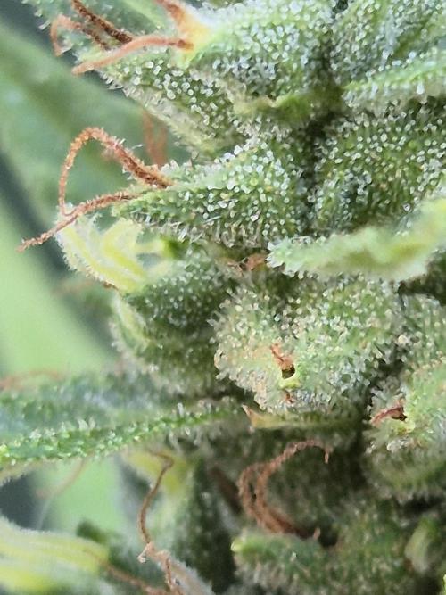Dosidos Auto/Purple Punch Auto. Week 13
