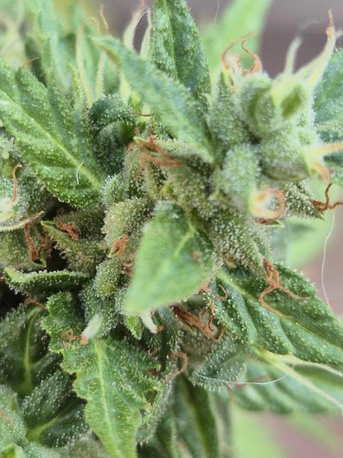 Dosidos Auto/Purple Punch Auto. Week 13
