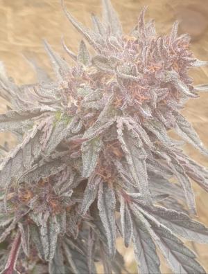 Comment by Skunky420 photo #2