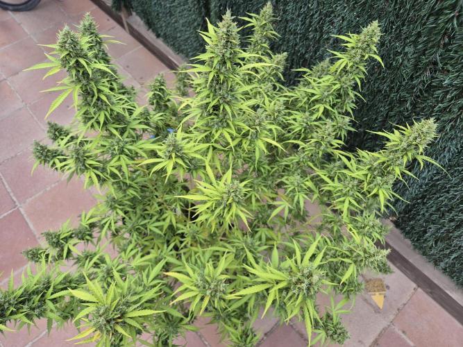Dosidos Auto/Purple Punch Auto. Week 14