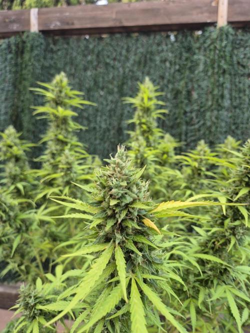 Dosidos Auto/Purple Punch Auto. Week 14