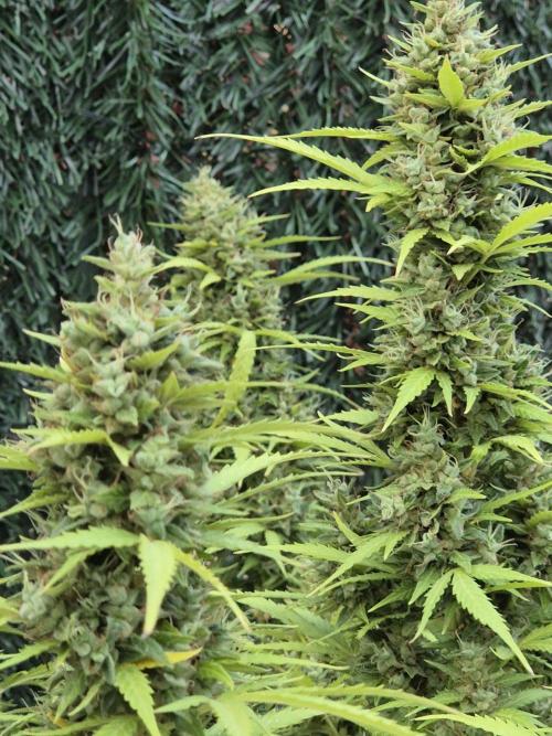 Dosidos Auto/Purple Punch Auto. Week 14