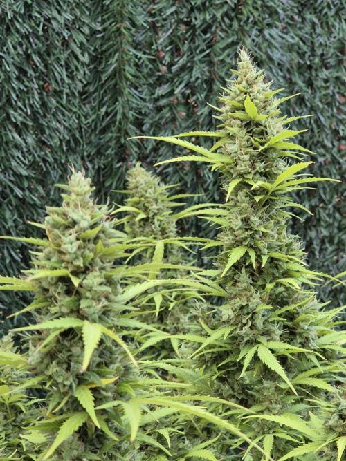 Dosidos Auto/Purple Punch Auto. Week 14