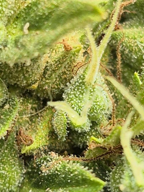Dosidos Auto/Purple Punch Auto. Week 14