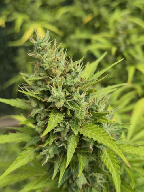 Dosidos Auto/Purple Punch Auto. Week 14
