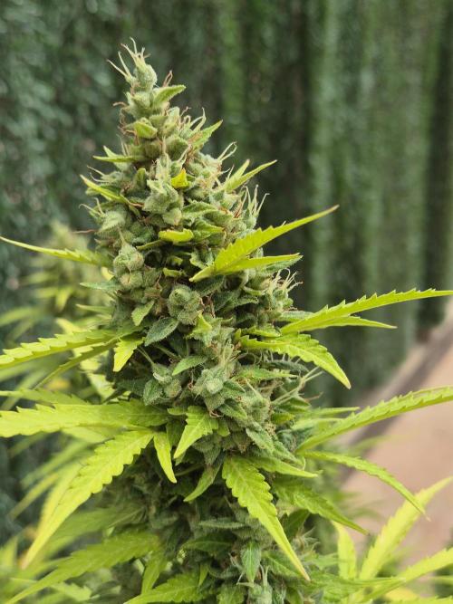 Dosidos Auto/Purple Punch Auto. Week 14