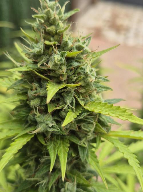 Dosidos Auto/Purple Punch Auto. Week 14