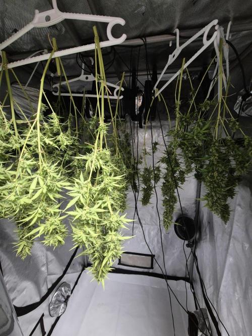 Dosidos Auto/Purple Punch Auto. Week 14
