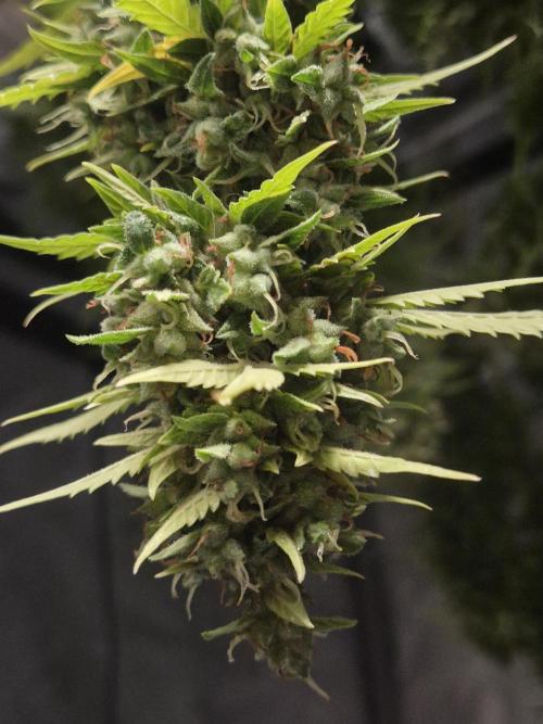 Dosidos Auto/Purple Punch Auto. Week 14