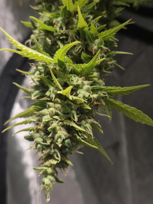 Dosidos Auto/Purple Punch Auto. Week 14