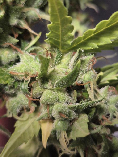 Dosidos Auto/Purple Punch Auto. Week 14
