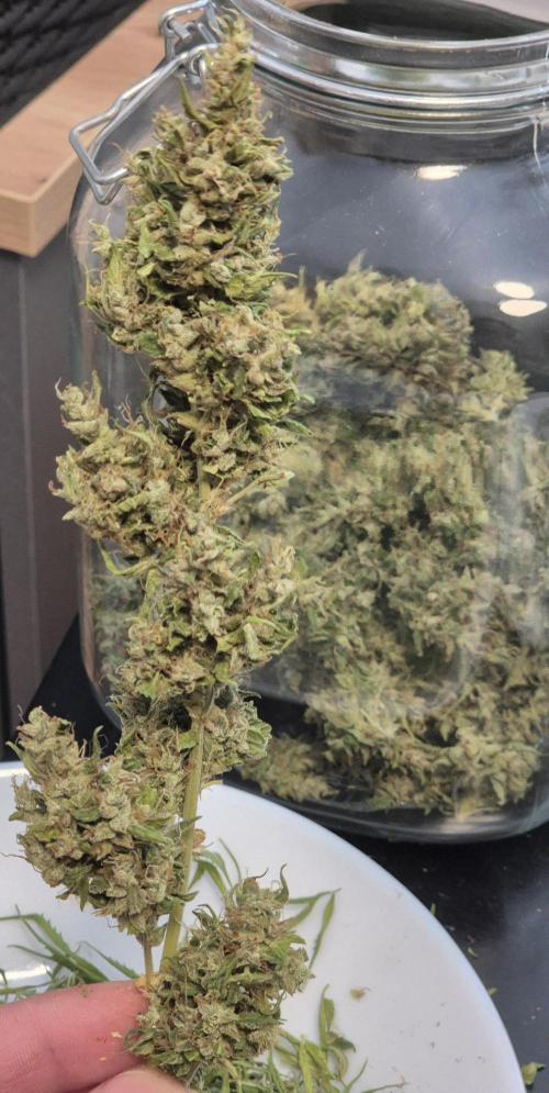 Dosidos Auto/Purple Punch Auto. Week 14