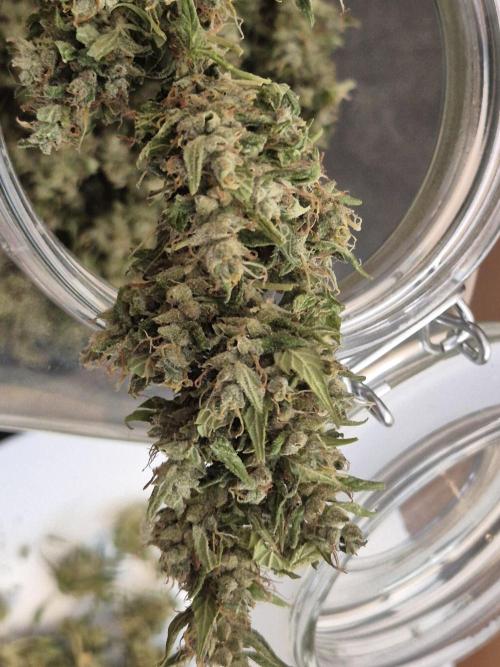 Dosidos Auto/Purple Punch Auto. Week 14