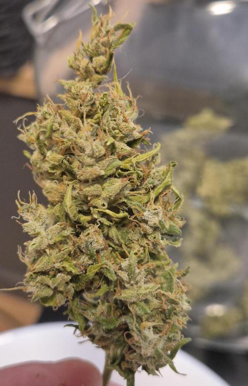 Dosidos Auto/Purple Punch Auto. Week 14