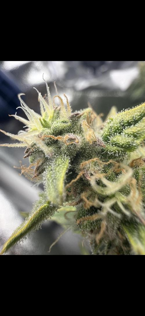 Medusa F1. Week 8